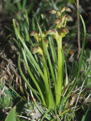 Chamorchis alpina