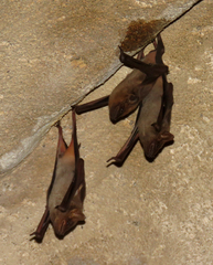 Taphozous nudiventris