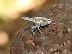 Pyrops candelaria