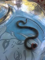 Diadophis punctatus modestus
