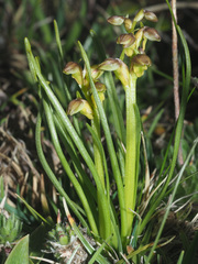 Chamorchis alpina