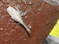 Pyrops candelaria