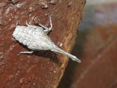 Pyrops candelaria