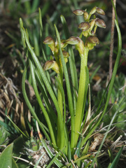 Chamorchis alpina