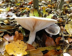 Clitocybe dealbata