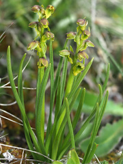 Chamorchis alpina