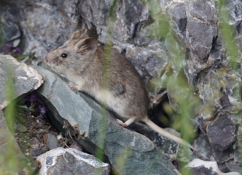 flat-headed vole