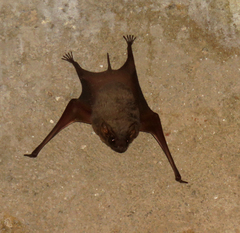 Taphozous nudiventris