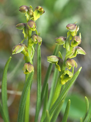 Chamorchis alpina