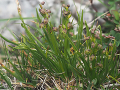 Chamorchis alpina
