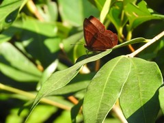 Abisara echerius