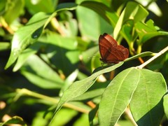 Abisara echerius