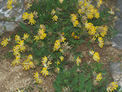 Anthyllis vulneraria alpestris