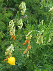 Lathyrus laevigatus occidentalis
