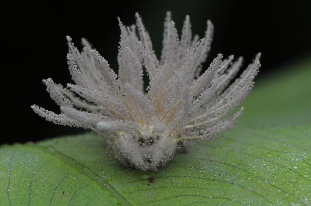 Gibellula pulchra