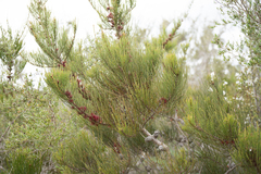 Allocasuarina paradoxa