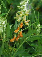 Lathyrus laevigatus occidentalis