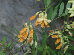Lathyrus laevigatus occidentalis