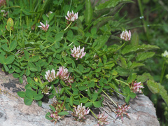 Trifolium thalii