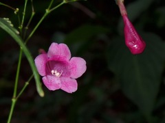 Strobilanthes hamiltoniana