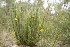 Hibbertia prostrata