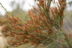 Allocasuarina paradoxa
