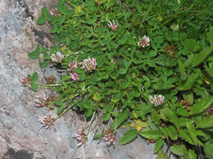 Trifolium thalii