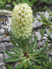 Campanula thyrsoides