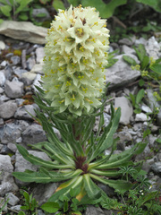 Campanula thyrsoides