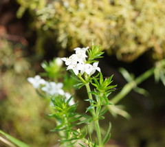 Asperula scoparia