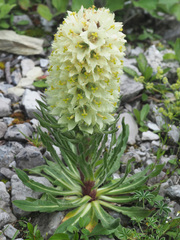 Campanula thyrsoides