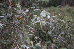 Eucalyptus cephalocarpa