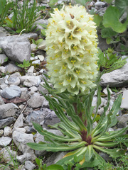 Campanula thyrsoides