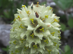 Campanula thyrsoides