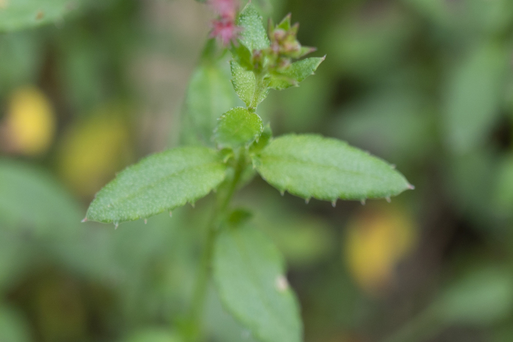 Common Raspwort (Gonocarpus tetragynus) - Botanical Realm