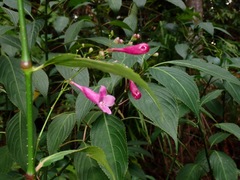 Strobilanthes hamiltoniana