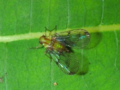 Paricana