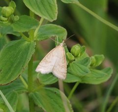 Udea lutealis