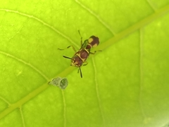 Ropalidia cyathiformis