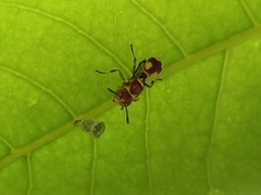 Ropalidia cyathiformis