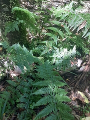 Asplenium bulbiferum