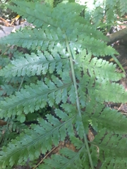 Asplenium bulbiferum