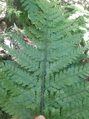 Asplenium bulbiferum