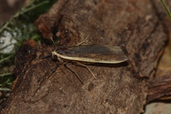 Palaeosia