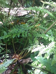 Asplenium bulbiferum