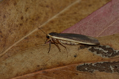 Palaeosia
