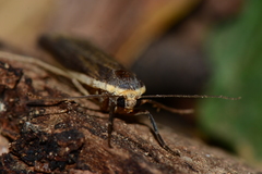 Palaeosia