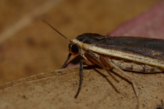 Palaeosia
