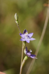 Thelymitra peniculata