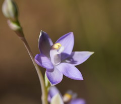 Thelymitra peniculata